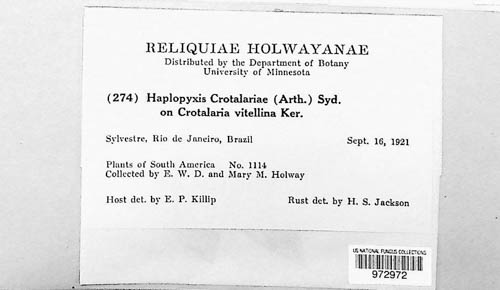 Haplopyxis crotalariae image